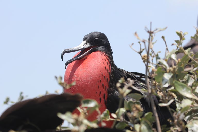 Fragata Porsorja 2014 10 25