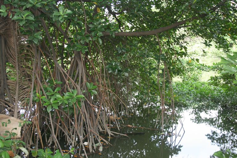 Guayaquil 16 05 2010 009